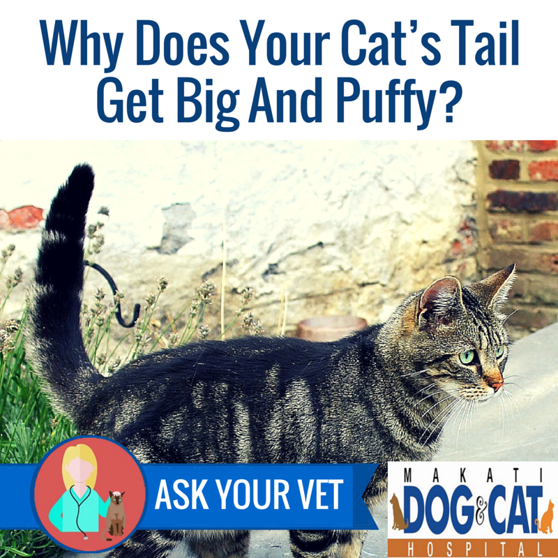 Why Does Your Cat's Tail Get Big And Puffy? - Makati Dog and Cat Hospital