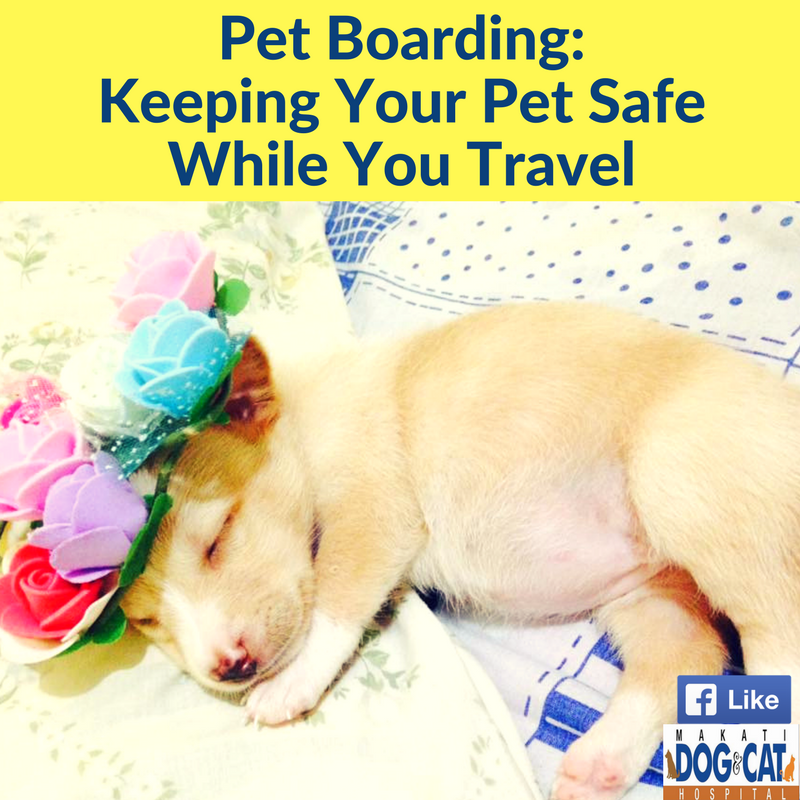 is boarding your dog safe