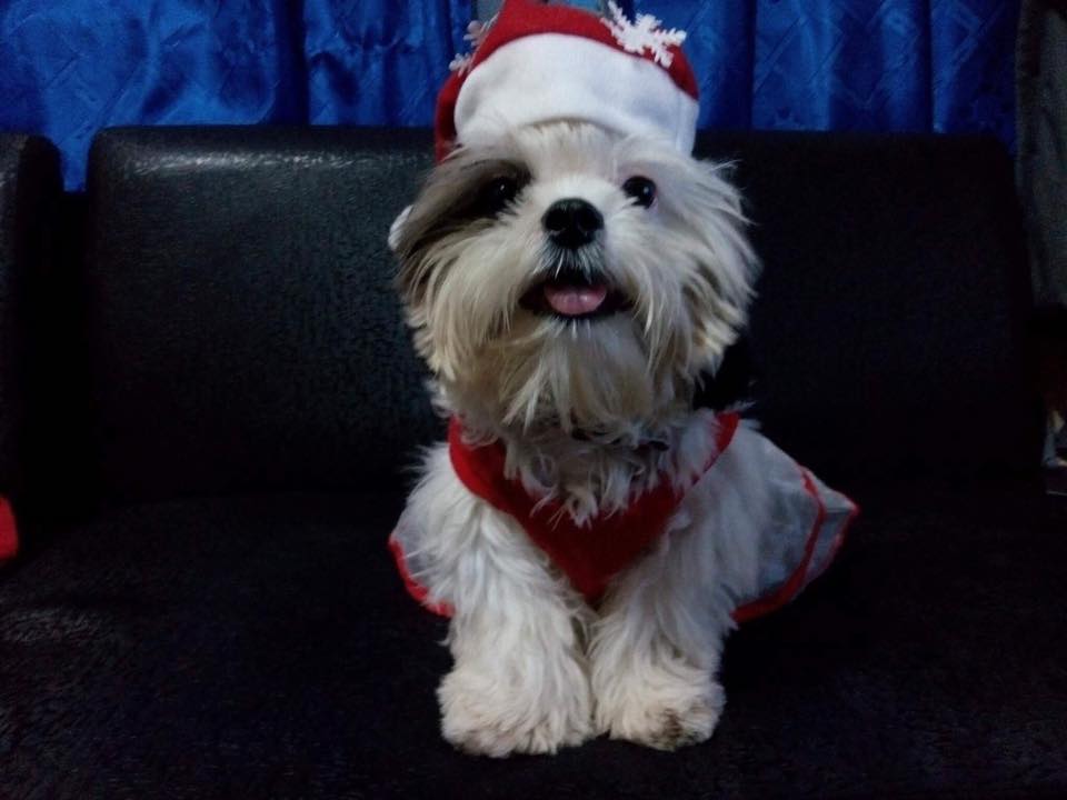 pet clinic makati naughty and nice pet photo contest_9