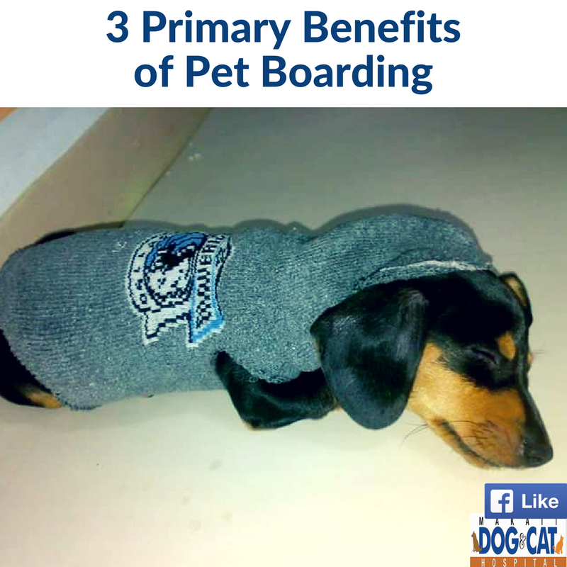 Pet Boarding Top 3 Primary Benefits