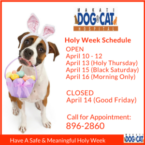 Top 3 Pet Safety Tips During Holy Week 