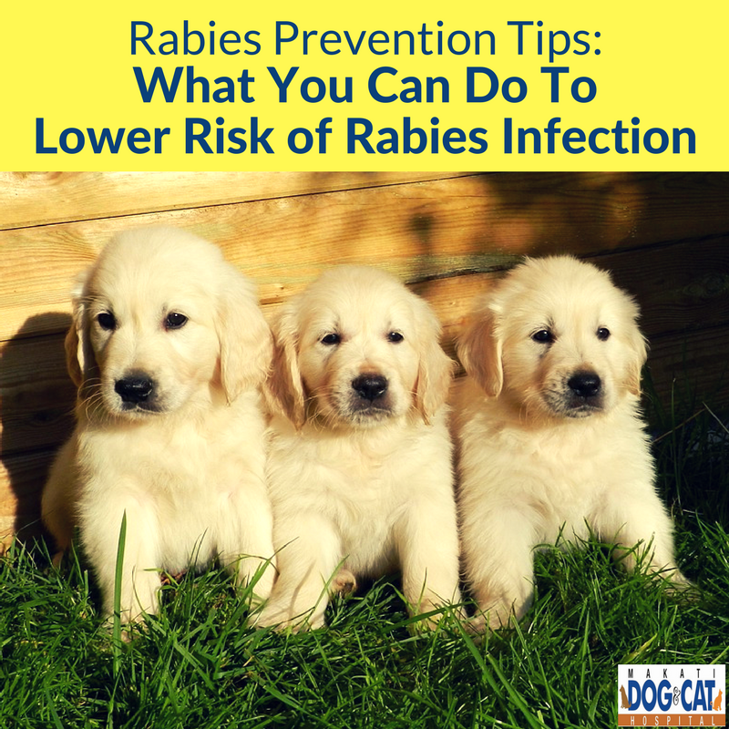 rabies prevention tips