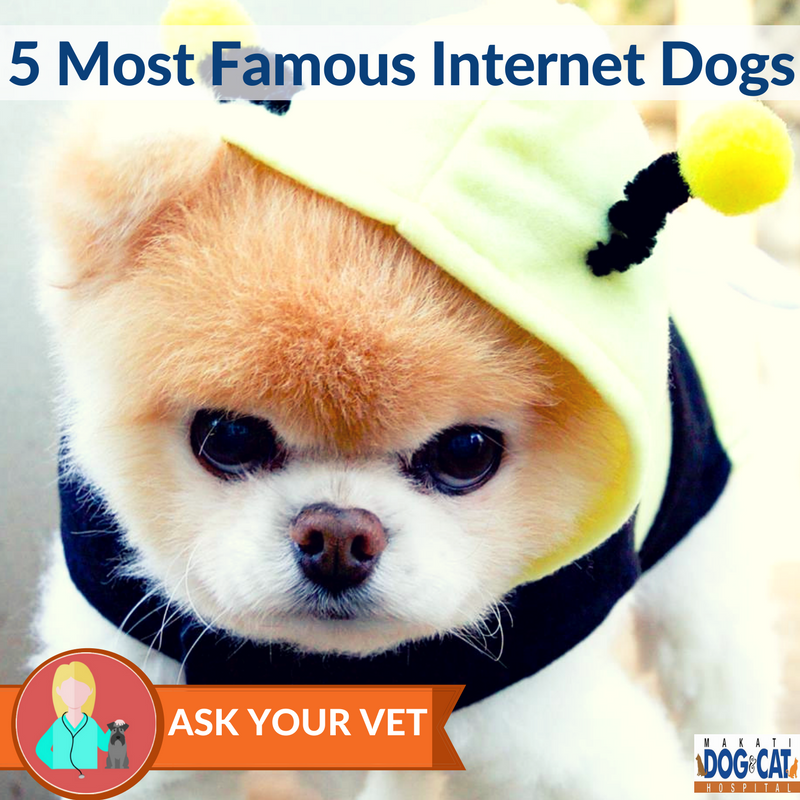 famous internet dogs