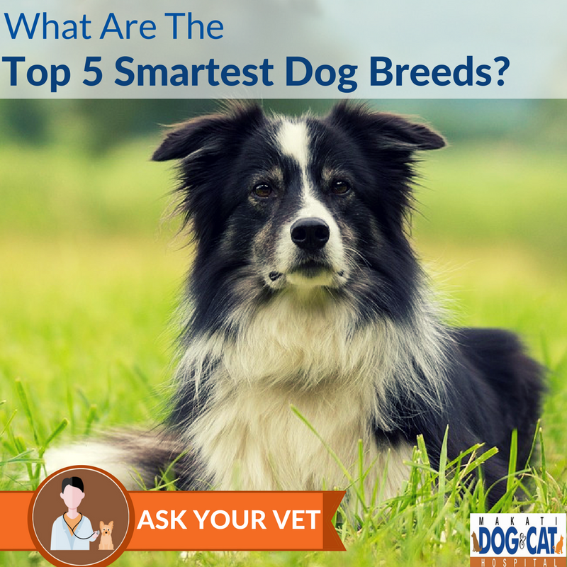 top 5 smartest dog breeds