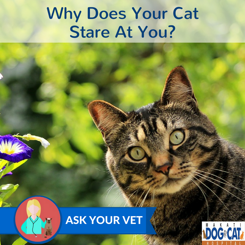 Why Does Your Cat Stare At You? - Makati Dog and Cat Hospital