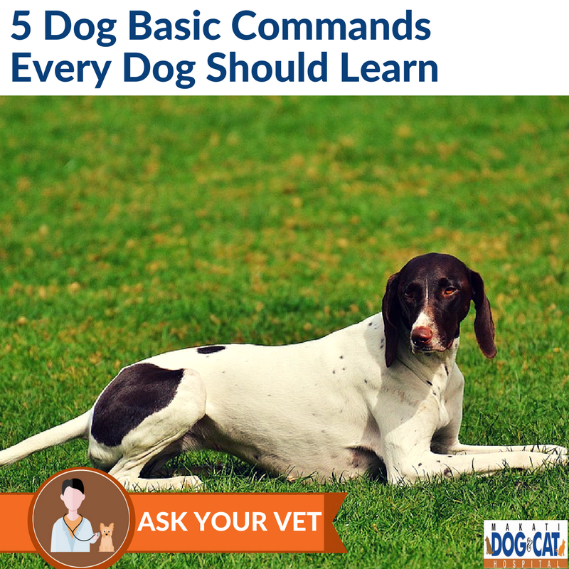 dog basic commands
