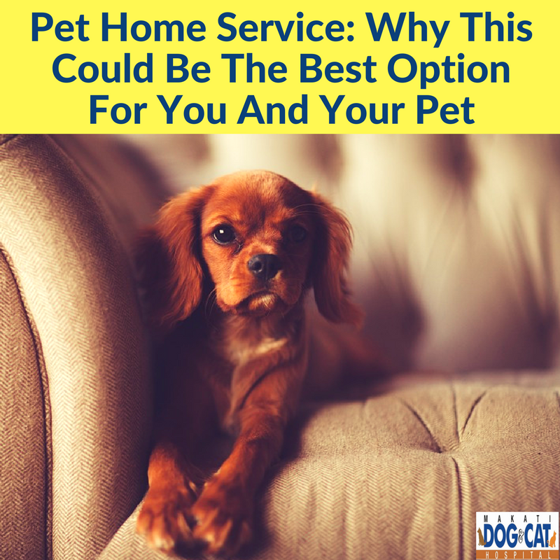 pet home service