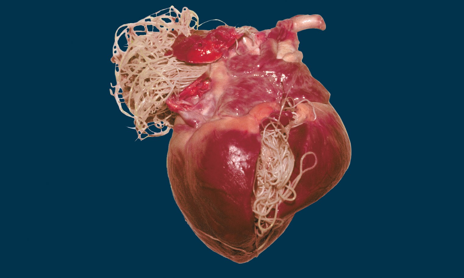 heartworm philippines 1