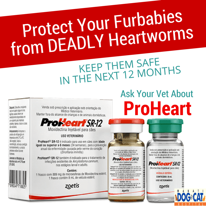 Heartworm Proheart 12 
