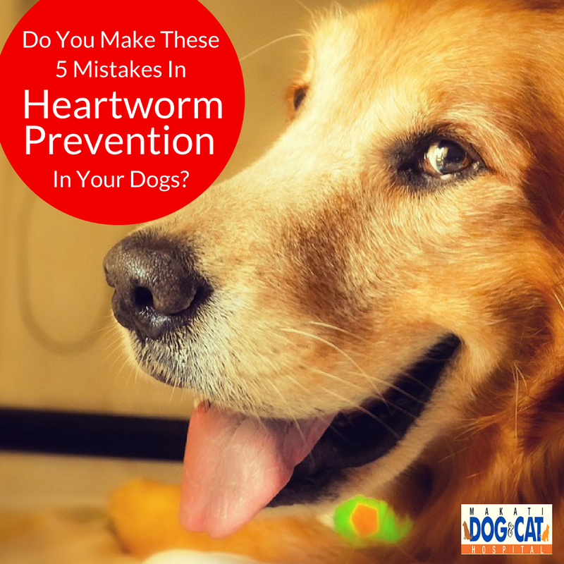 can heartworm medicine make a dog sick