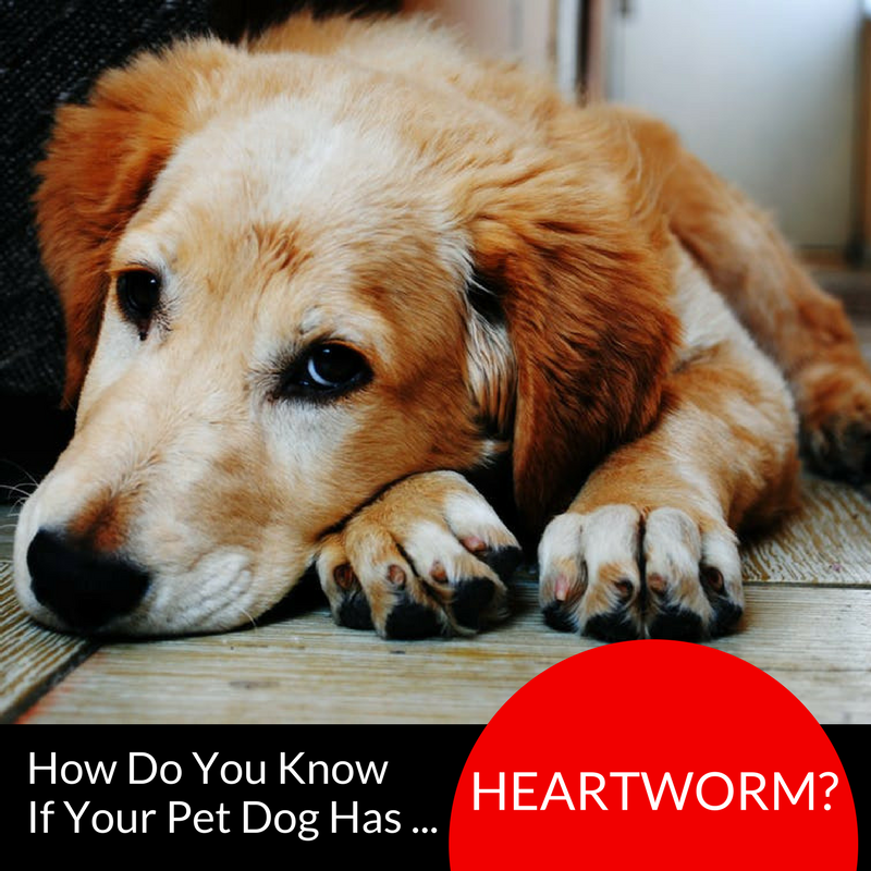 Heartworm in the Philippines How Do You Know If Your Dog Has Heartworm