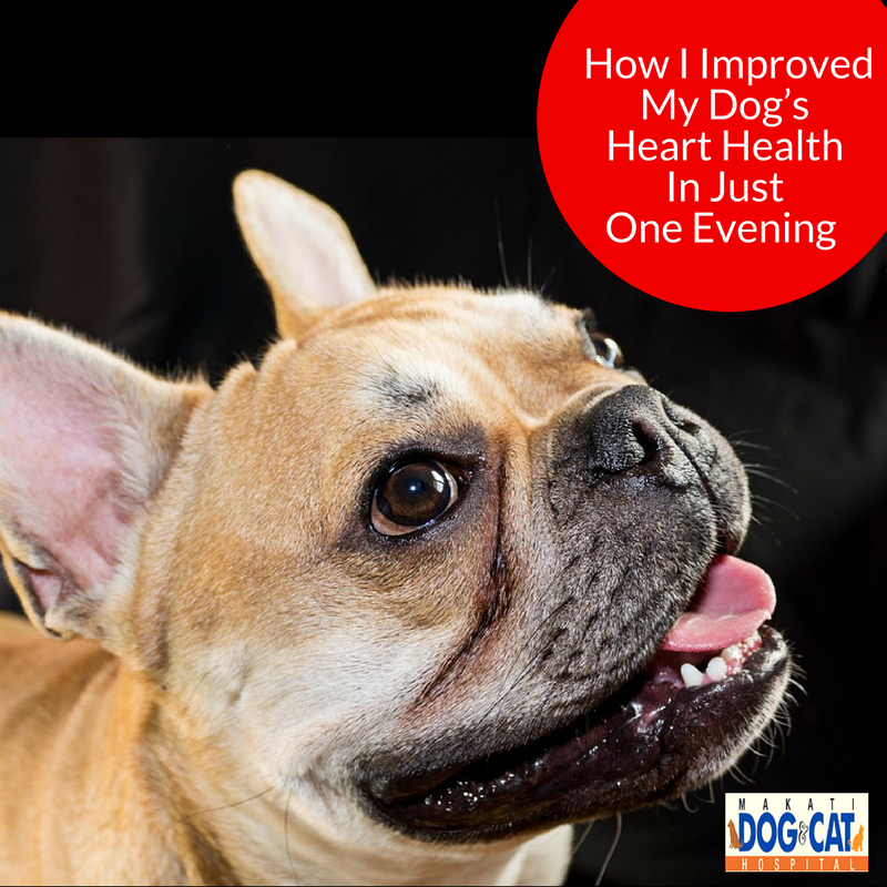 How I Improved My Dog’s Heart Health In Just One Evening