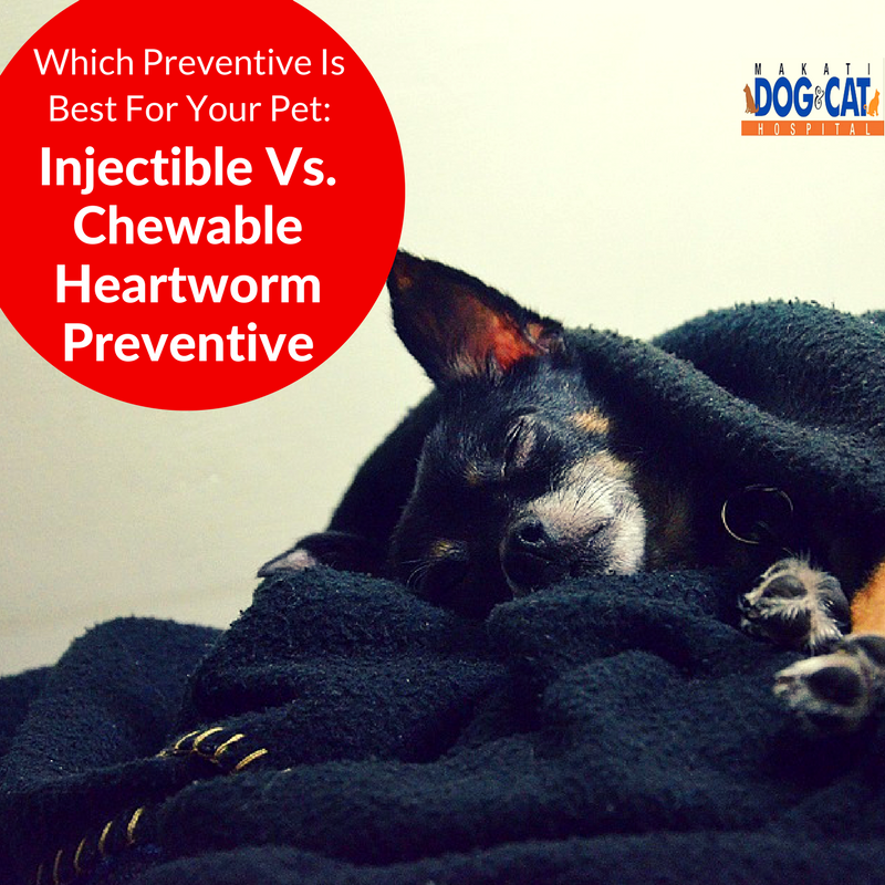 Which Preventive Is Best For Your Pet Injectible Vs Chewable Heartworm Preventive