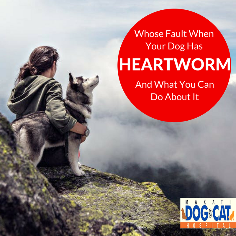 Whose Fault When Your Dog Has Heartworms And What You Can Do About It (1)