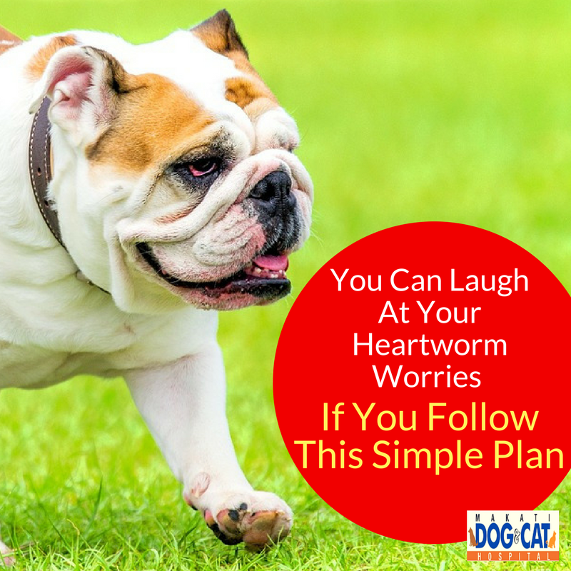 Prevent Heartworm: You Can Laugh At Your Heartworm Worries -- If You Follow This Simple Plan