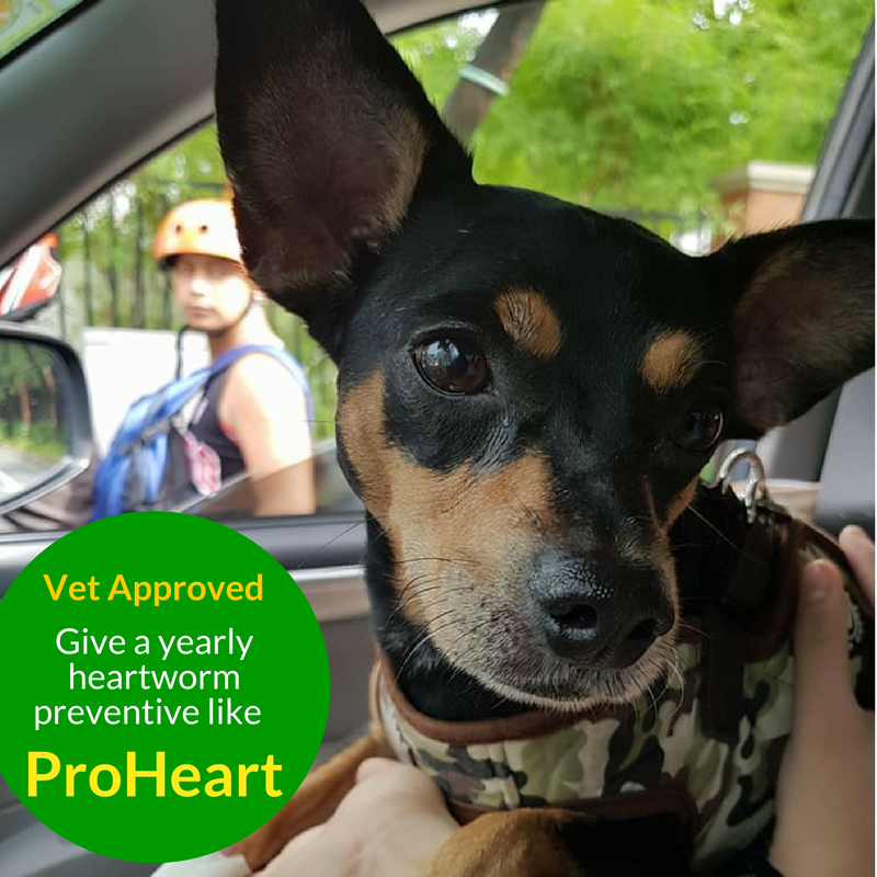 heartworm prevention dogs 6