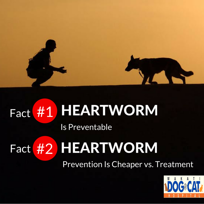 heartworm prevention philippines 1
