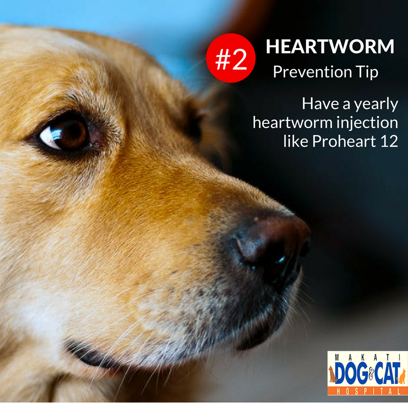 heartworm prevention philippines 4