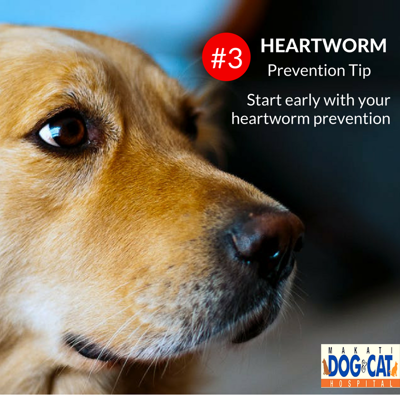 heartworm prevention philippines 5