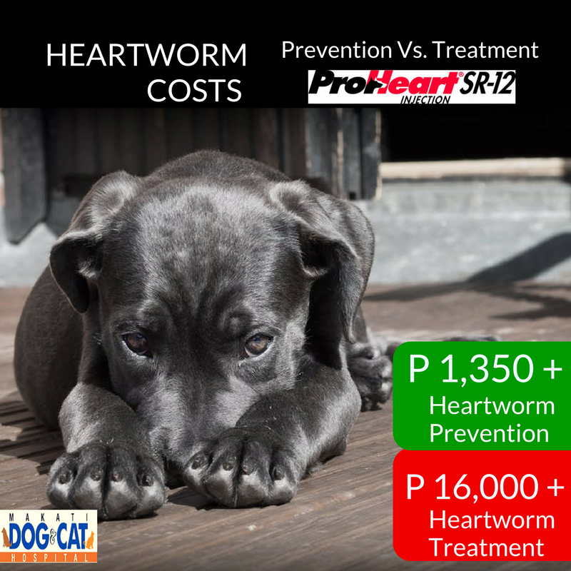 heartworm prevention philippines 8