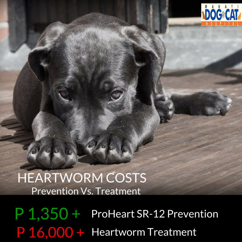 proheart heartworm prevention 2