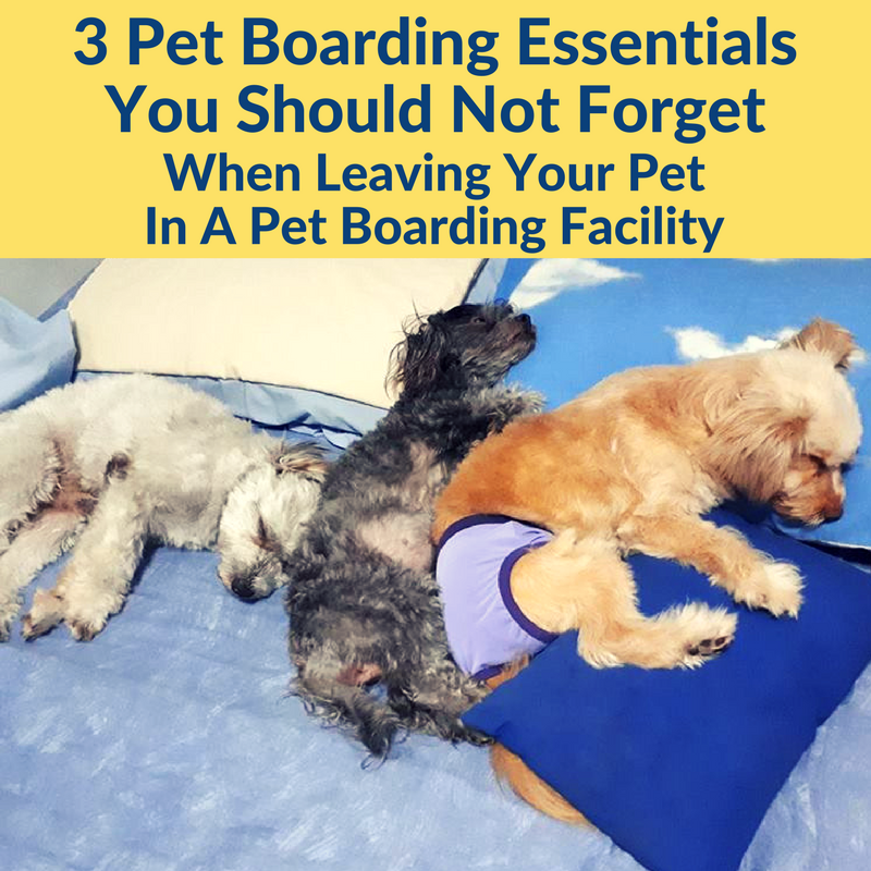 pet boarding essentials