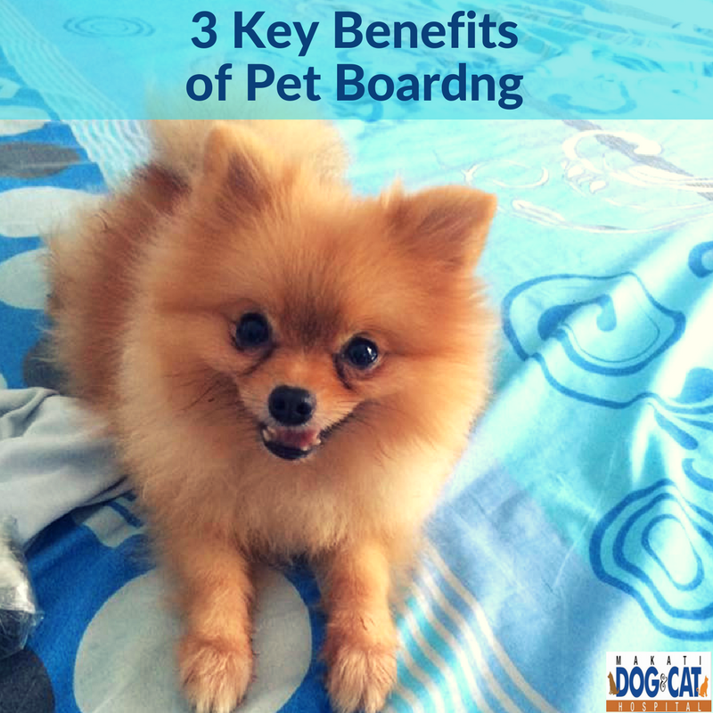 Top 9 Benefits of Dog Boarding