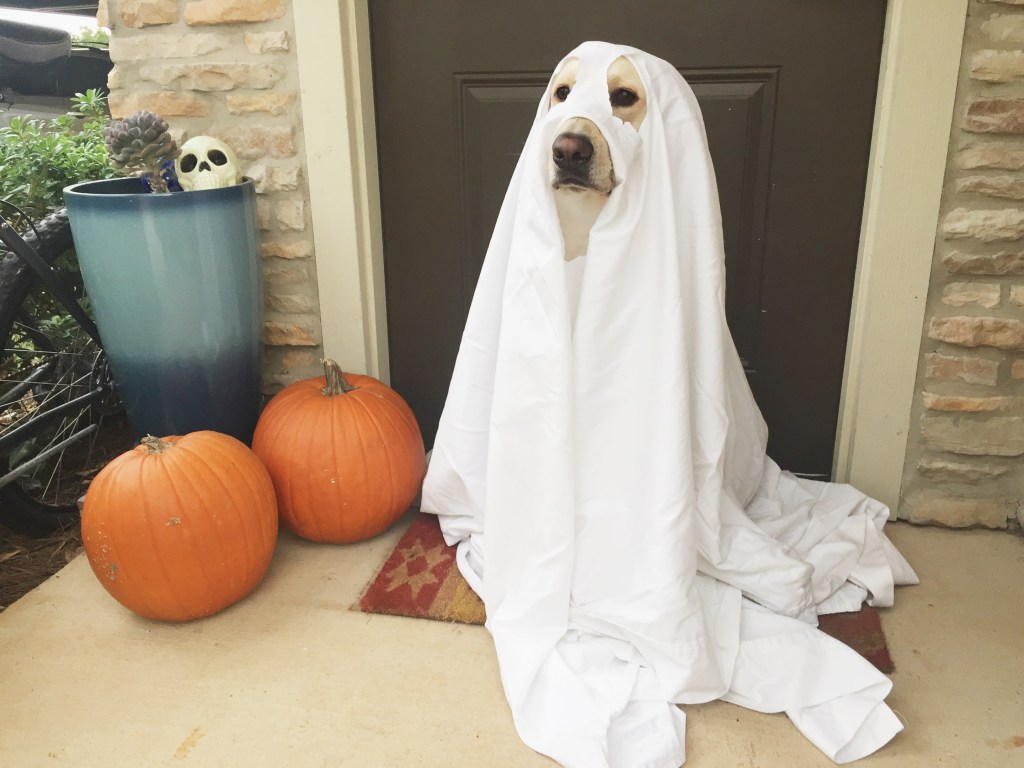 DIY Dog Halloween Costumes