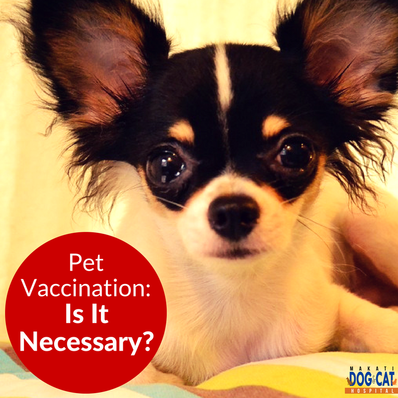 Pet Vaccination: Is It Necessary? - Makati Dog and Cat Hospital