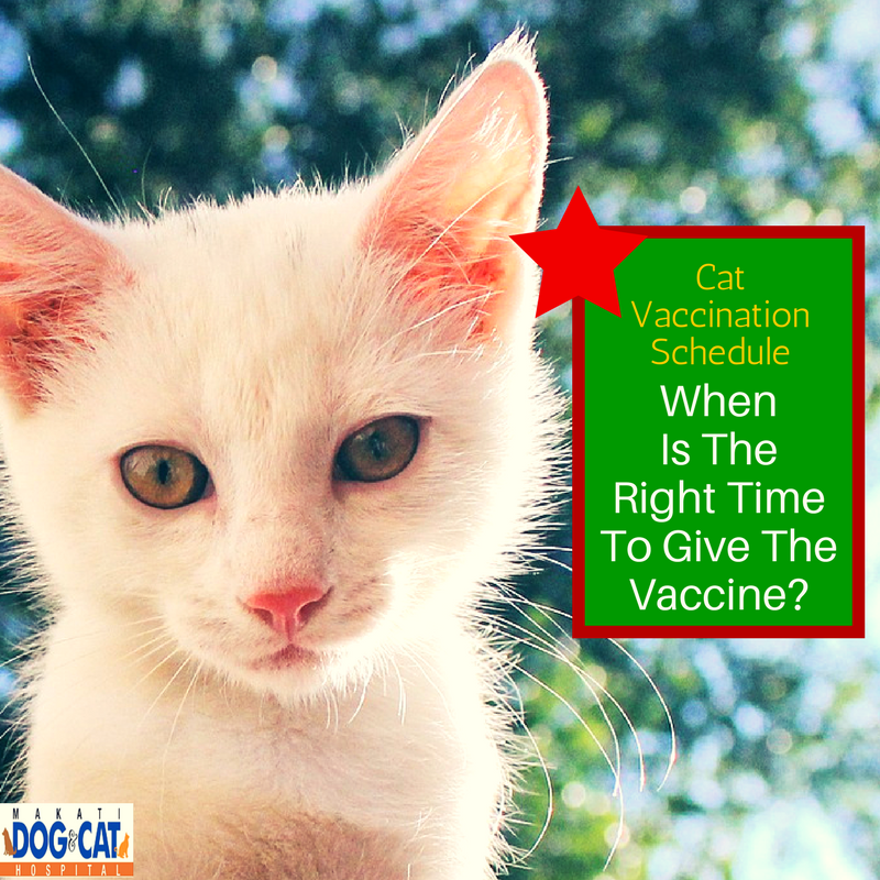 cat vaccination schedule