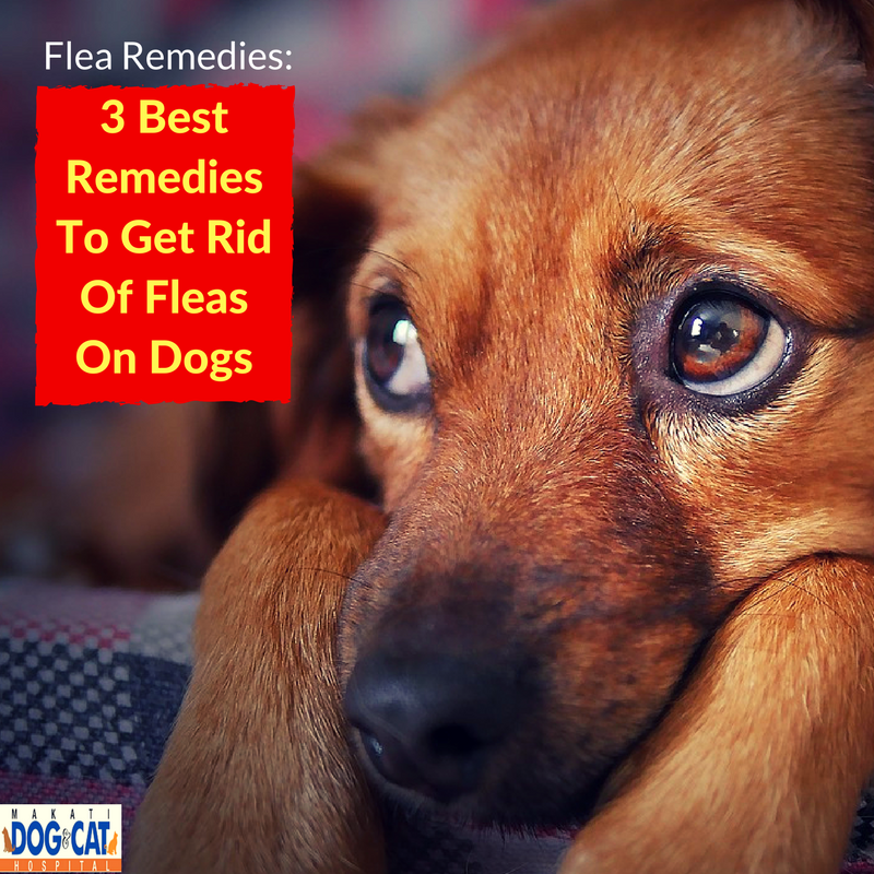 flea remedies
