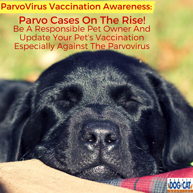 ParvoVirus Vaccination Awareness