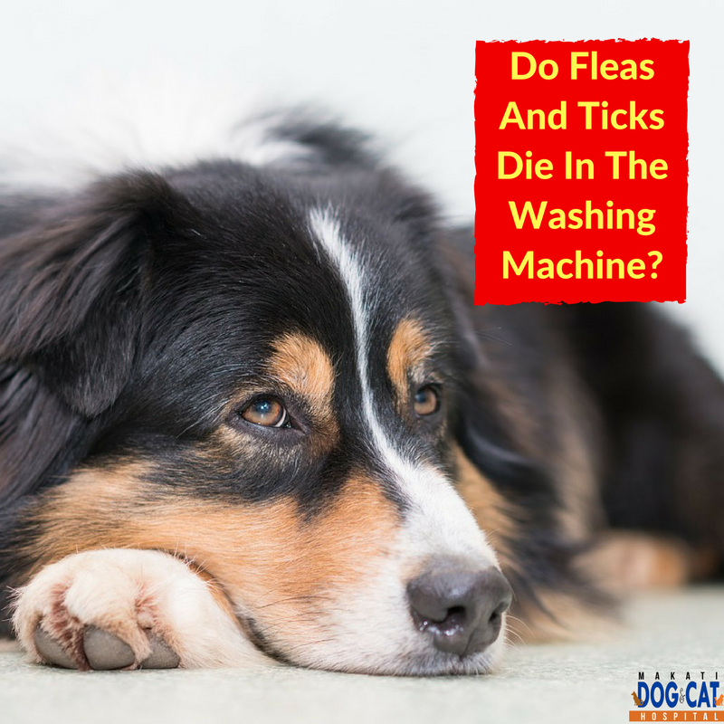 Fleas Death Washing Machine:
