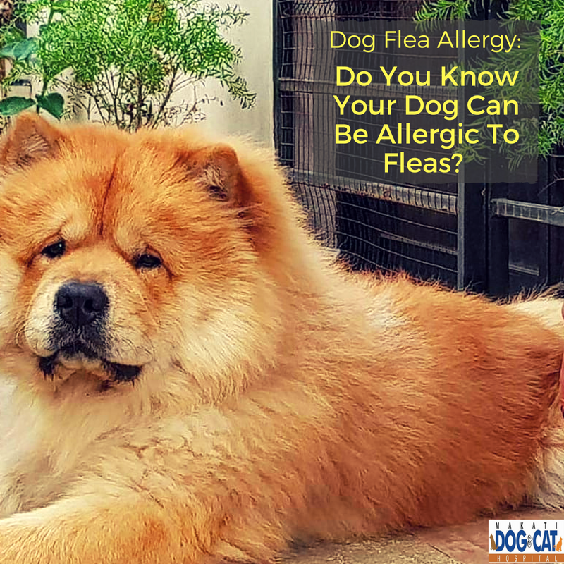 dog flea allergy