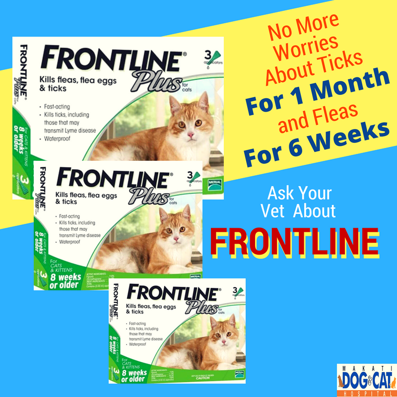 frontline cat