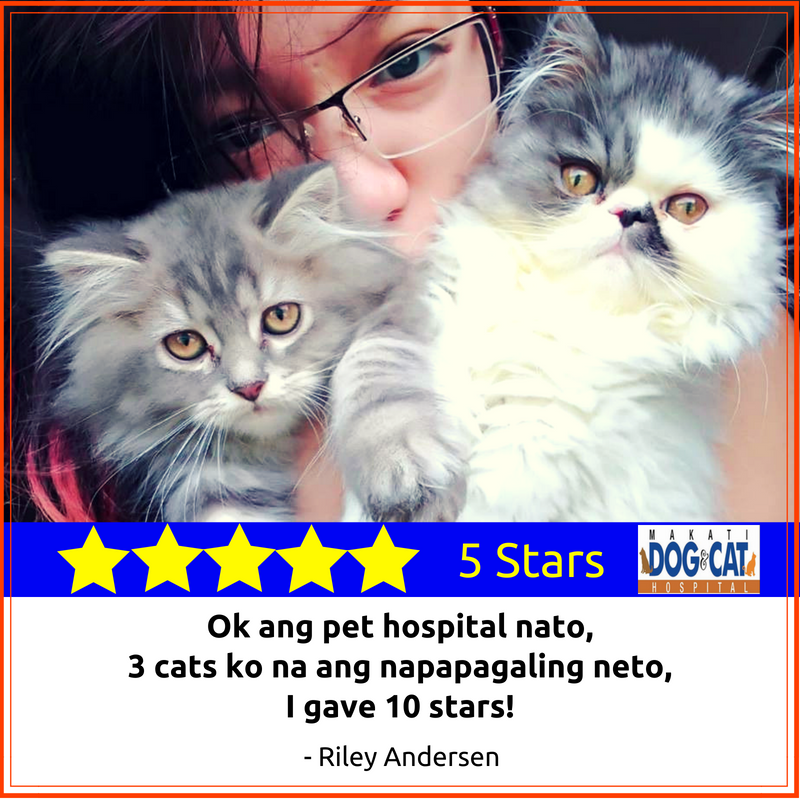 makati dog and cat hospital review
