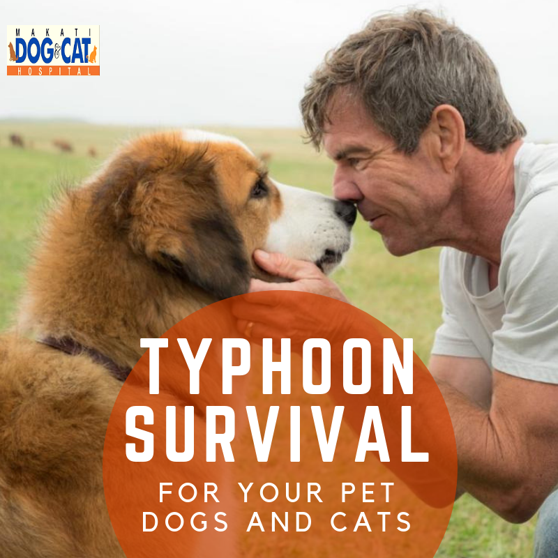 Typhoon Survival for Pets