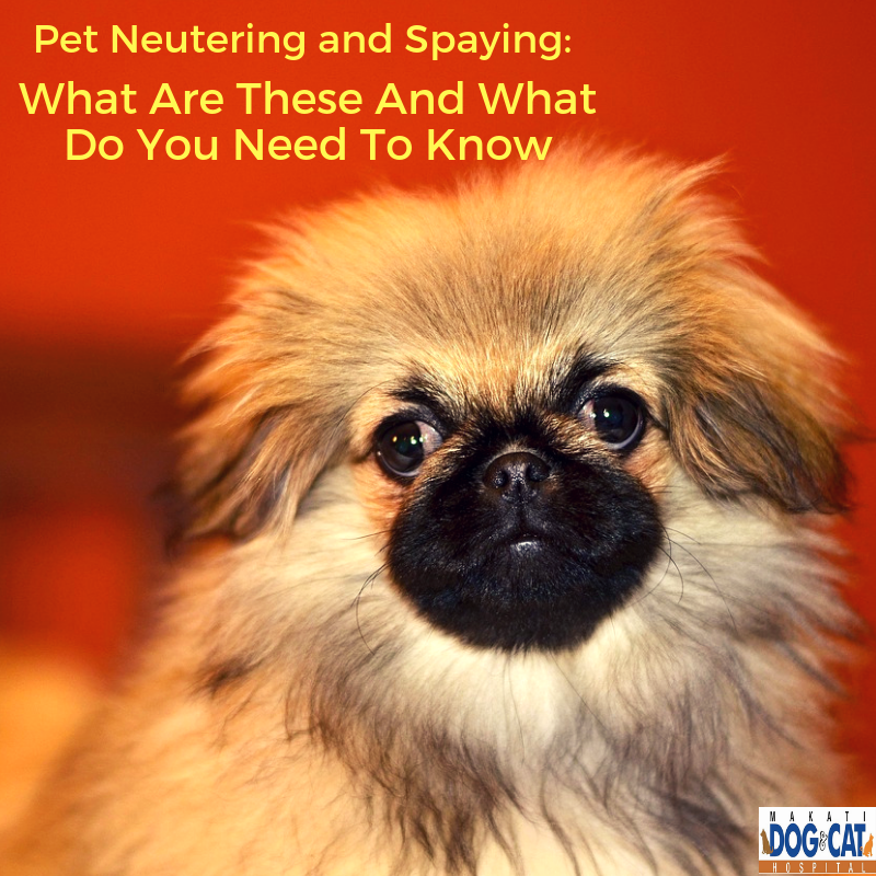 pet neutering and spaying