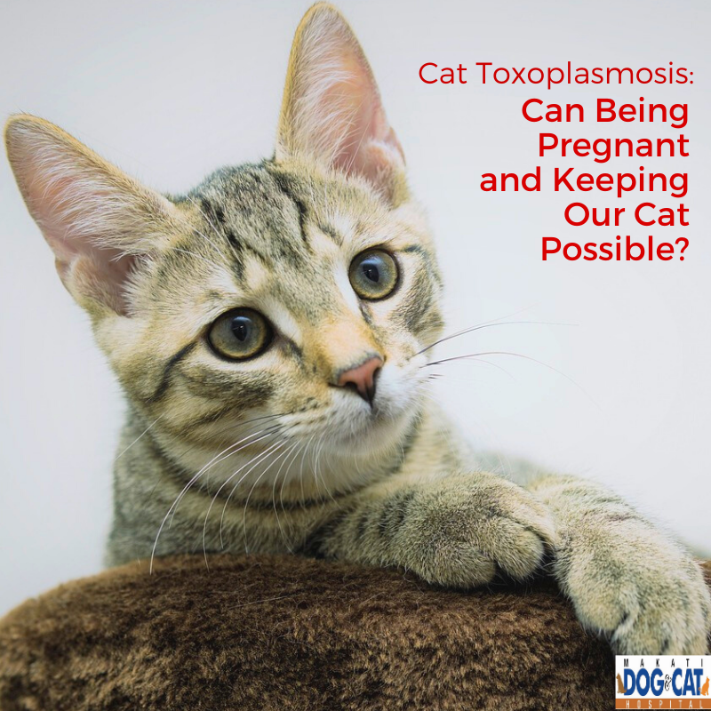 Cat Toxoplasmosis