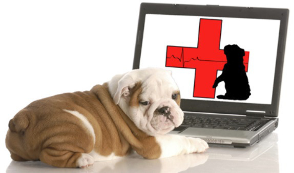 Makati Dog and Cat Hospital