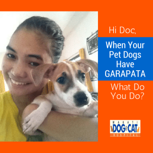 Hi Doc, When Your Pet Dogs Have GARAPATA, What Do You Do?
