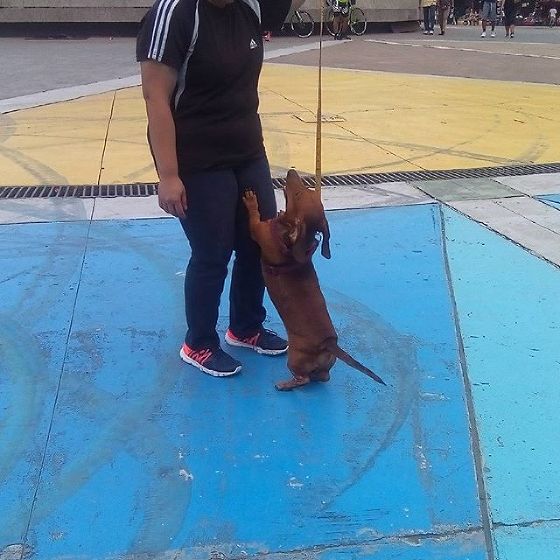 animal clinic kalayaan makati