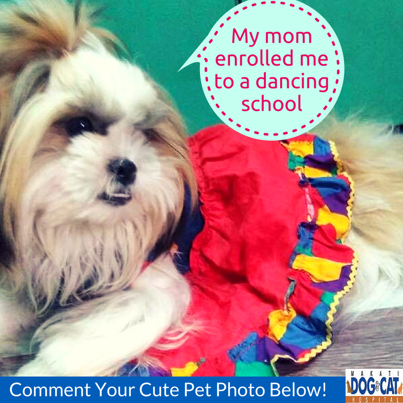 pet grooming makati