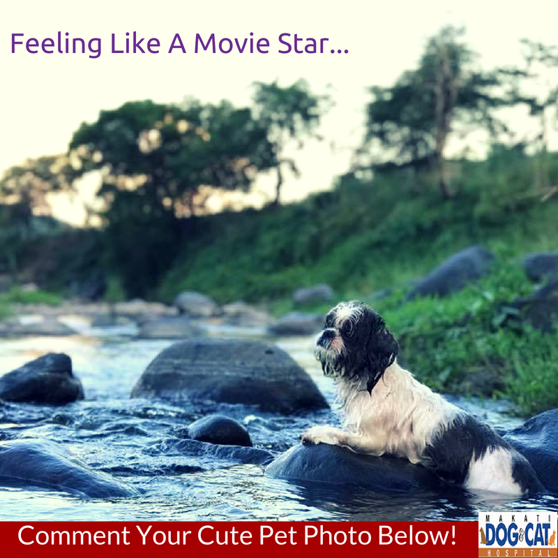 pet grooming makati