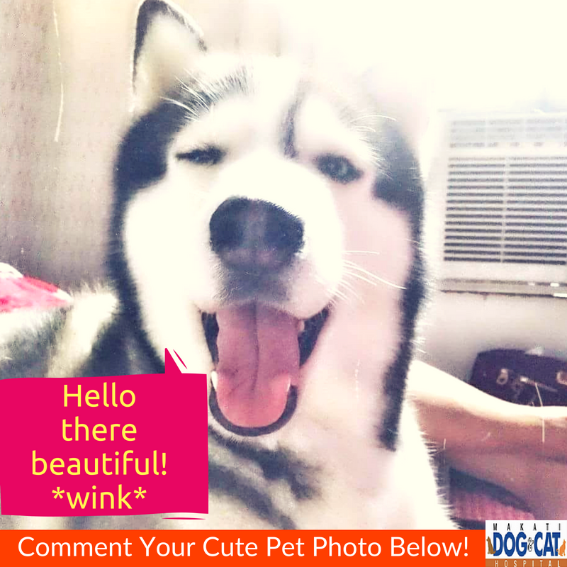 pet grooming makati