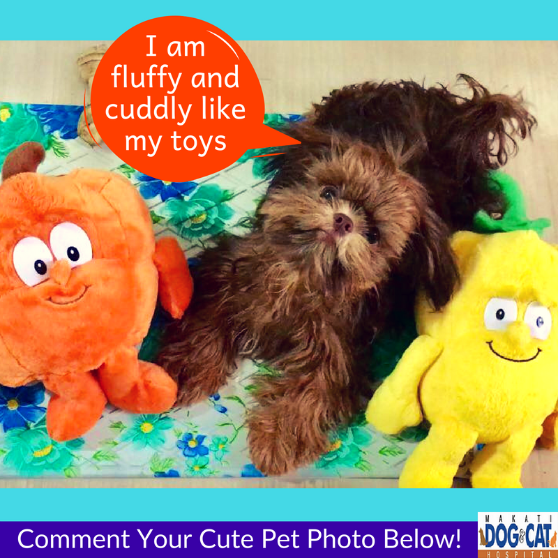 pet grooming makati